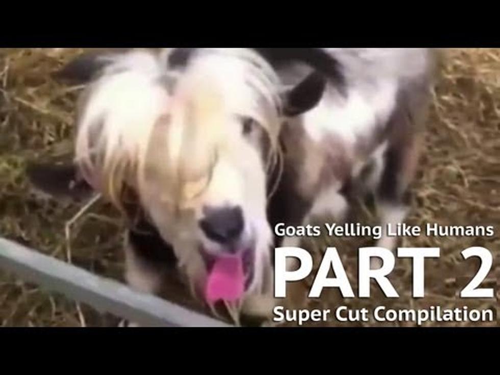 Hysterical Video of Goats Yelling Like Humans [VIDEO]