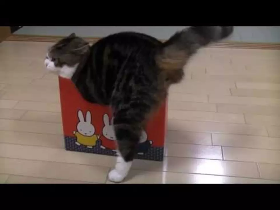 Funny video of a cat and boxes