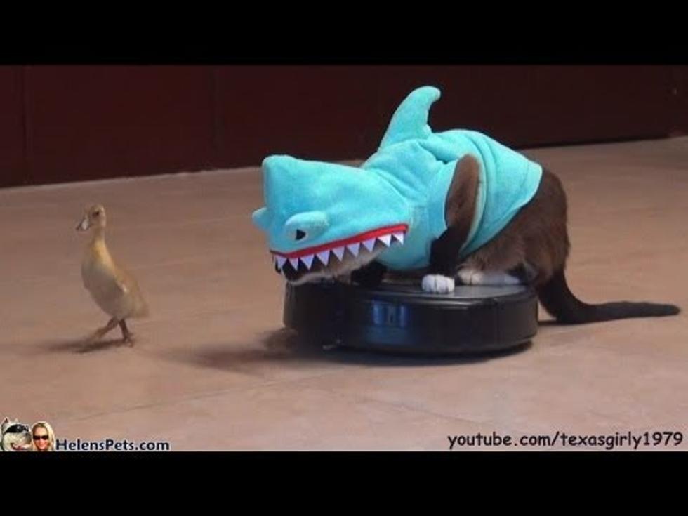 Hysterical Video! A Cat, A Shark Suit, a Duck and a Roomba! [VIDEO]