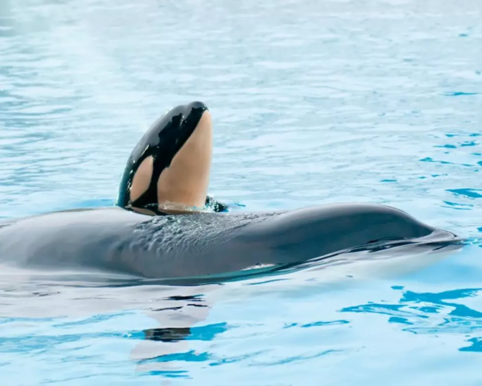 SeaWorld Under Attack After Beached Whale Incident