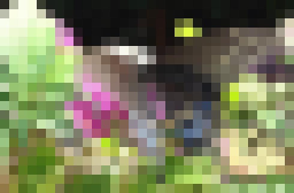 Can You Identify What This Is? – Patterson’s Pixels