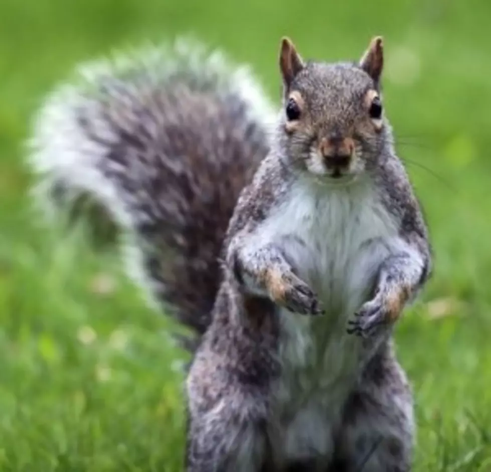 Officer has Squirrel Issues &#8211; Global Oddities!