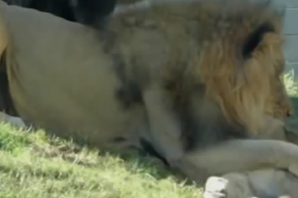 Lions Born In Captivity Kill Another Lion At The Dallas Zoo [VIDEO]