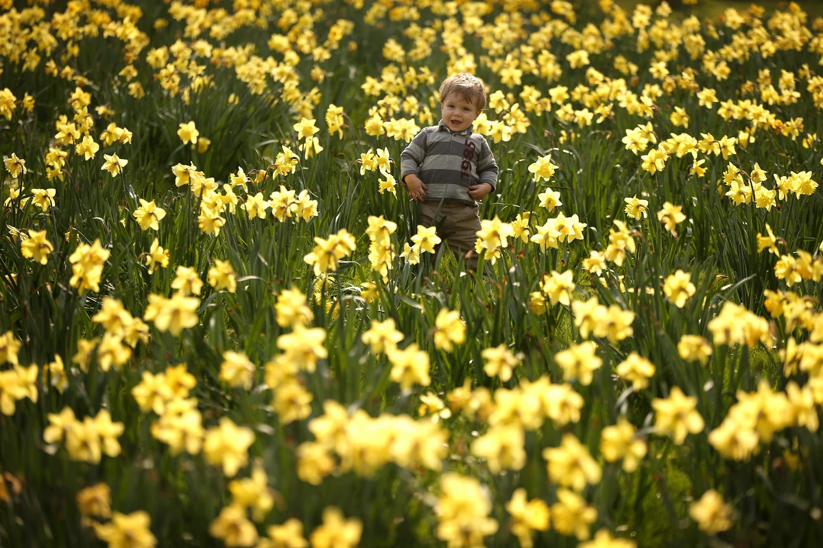 Camden Daffodil Festival a Sure Delight For Spring March 78