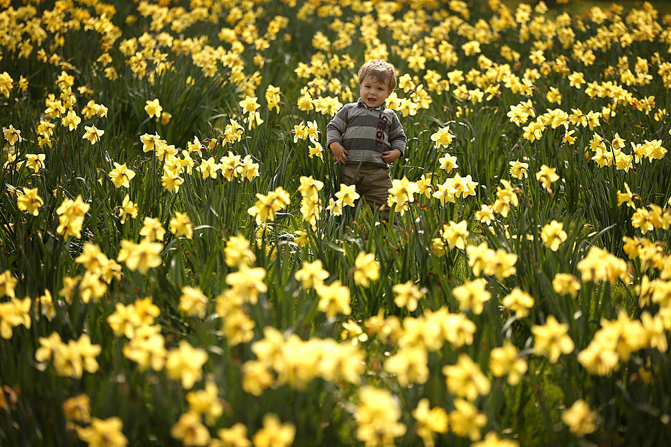 Camden Daffodil Festival a Sure Delight For Spring March 7-8
