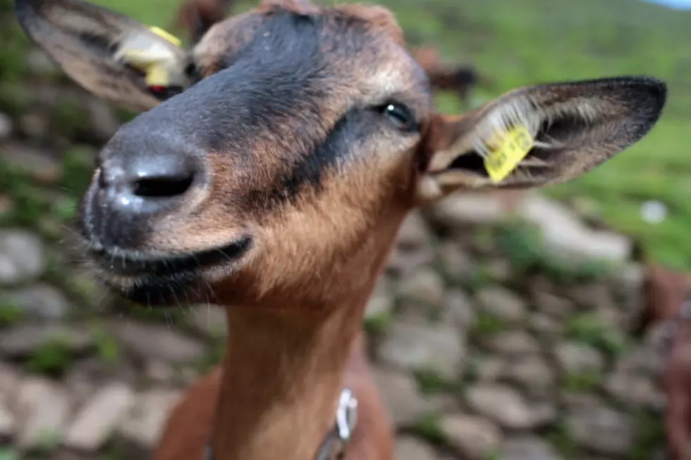 Addictive Video of Goats Balancing Act [VIDEO]