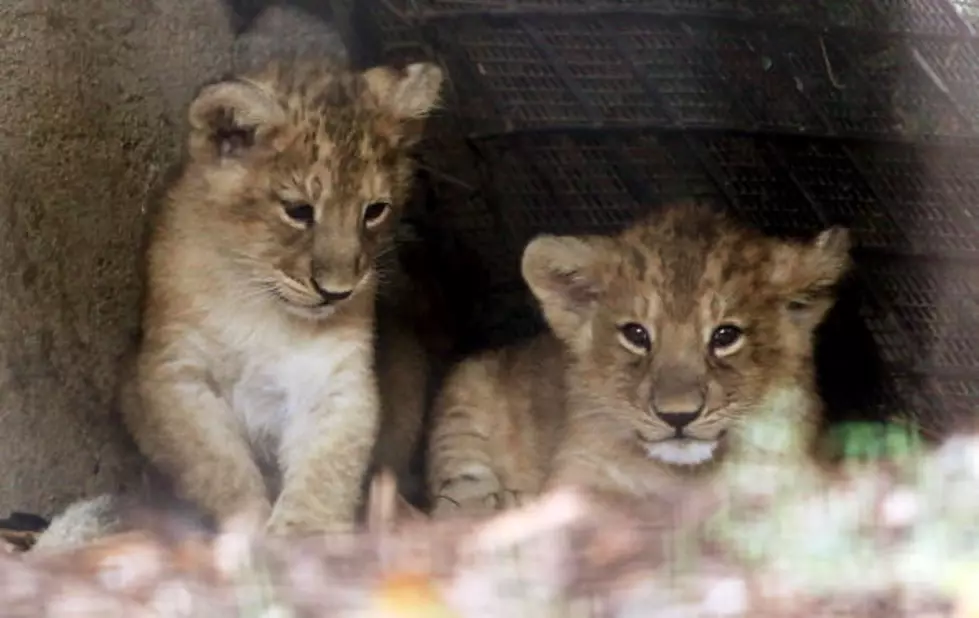 cubs first day out with dad