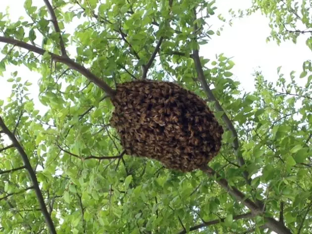 Photos of a Giant Ball of Bees