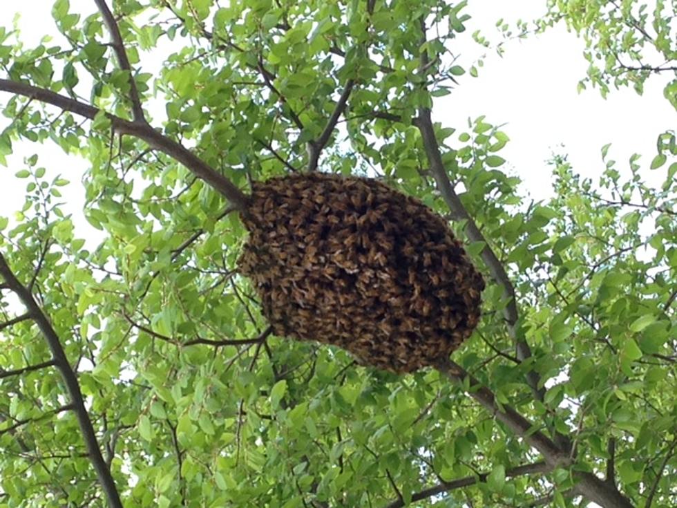 A Big Ball Of Bees! [PHOTOS]
