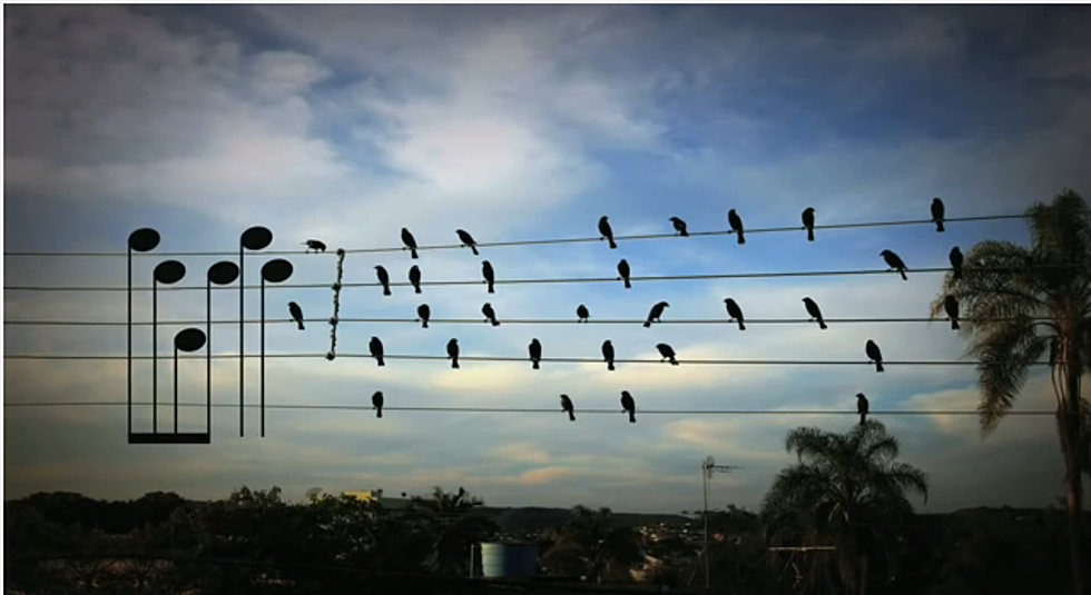 Birds as music notes!
