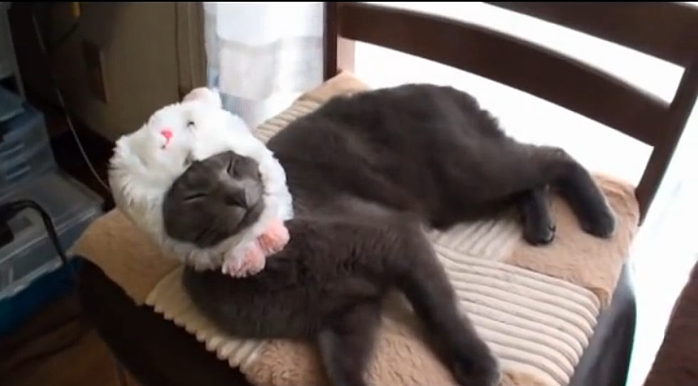 Cat Puts on His ‘Bunny Hat’ All By Himself! [VIDEO]