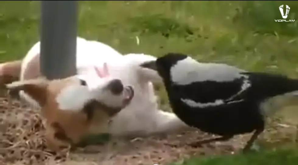A Dog And a Bird Make Odd Playmates! [VIDEO]