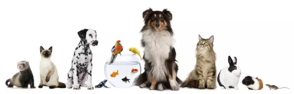 National Pet Day! The Benefits of Pets [VIDEO]