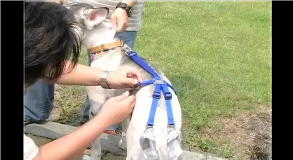 Dogs Owners! Introducing The PooTrap? [VIDEO]