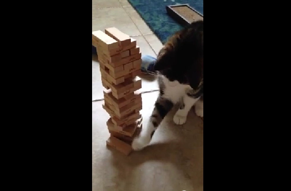 Cat Plays Jenga And is Really Good at it! [VIDEO]