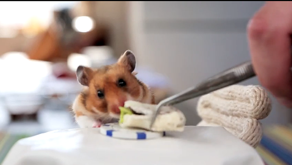 Hamster loves tiny burritos!