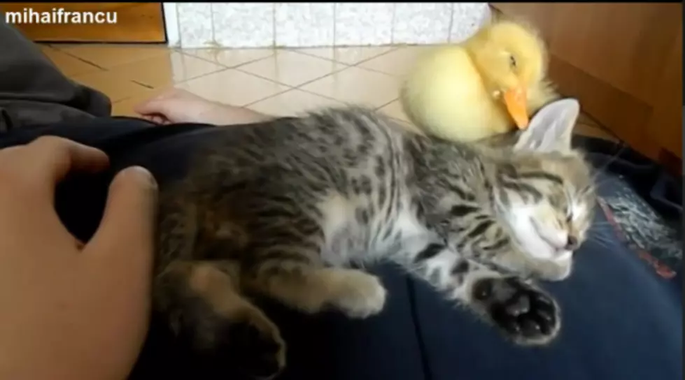 Aww! Kitten and Duckling Cuddle Together For a Nap [VIDEO]