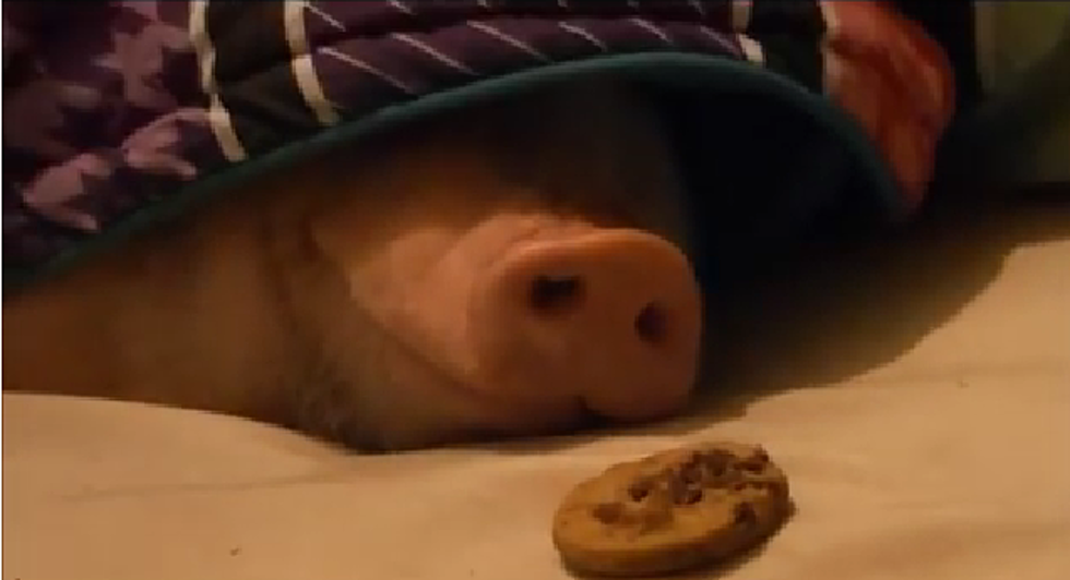 Sleeping pig smells cookie