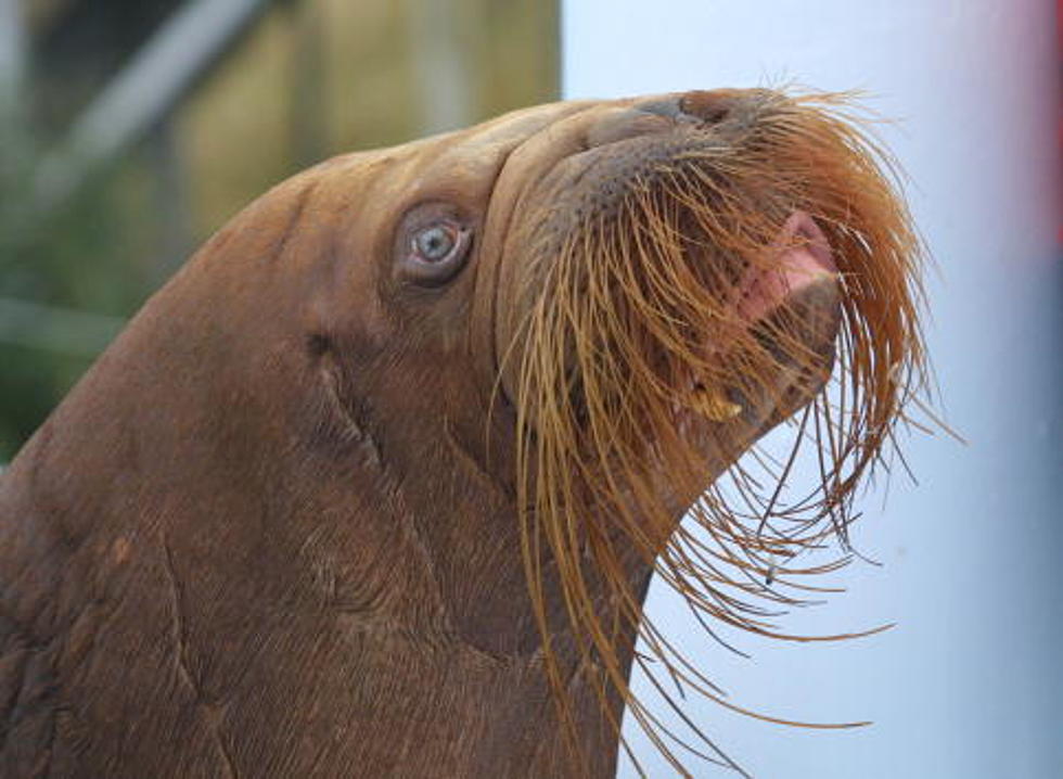 Walrus Gets Fresh With Girl in Bikini [VIDEO]