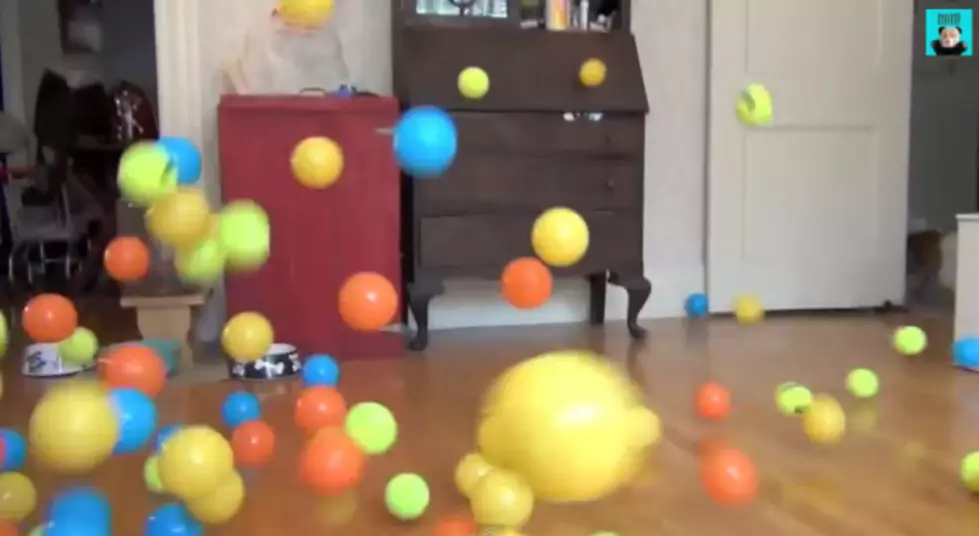 Dog Gets 100 Balls For His Birthday! [VIDEO] [POLL]