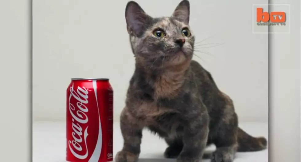 How Cute! Possibly The Shortest Cat in The World! [VIDEO]