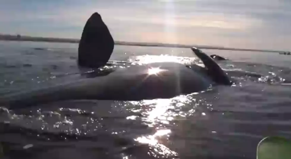 Whale Swims Under Kayak and Lifts Couple Up! [VIDEO]