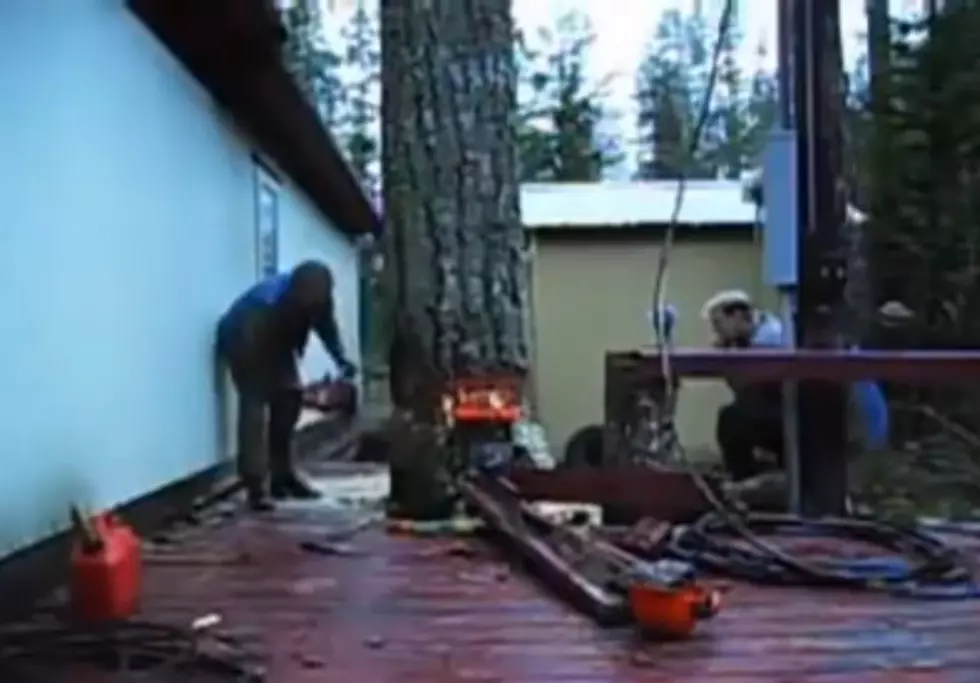 Precision or Luck? Amazing Tree Fell [VIDEO]