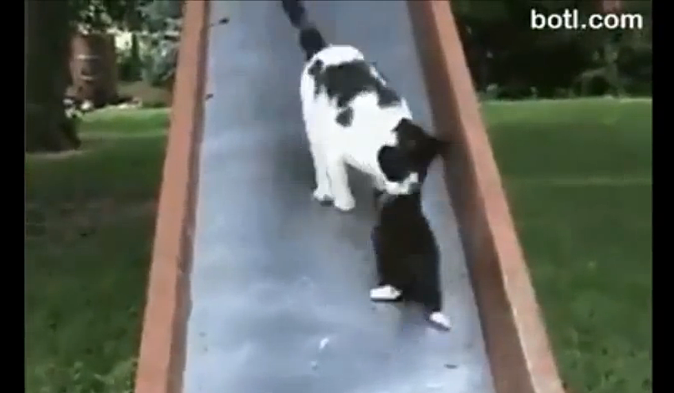 Kittens Sliding on Slide [VIDEO]