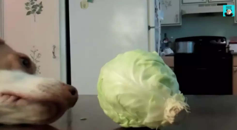 Dog Steals Cabbage? Yes! [VIDEO]