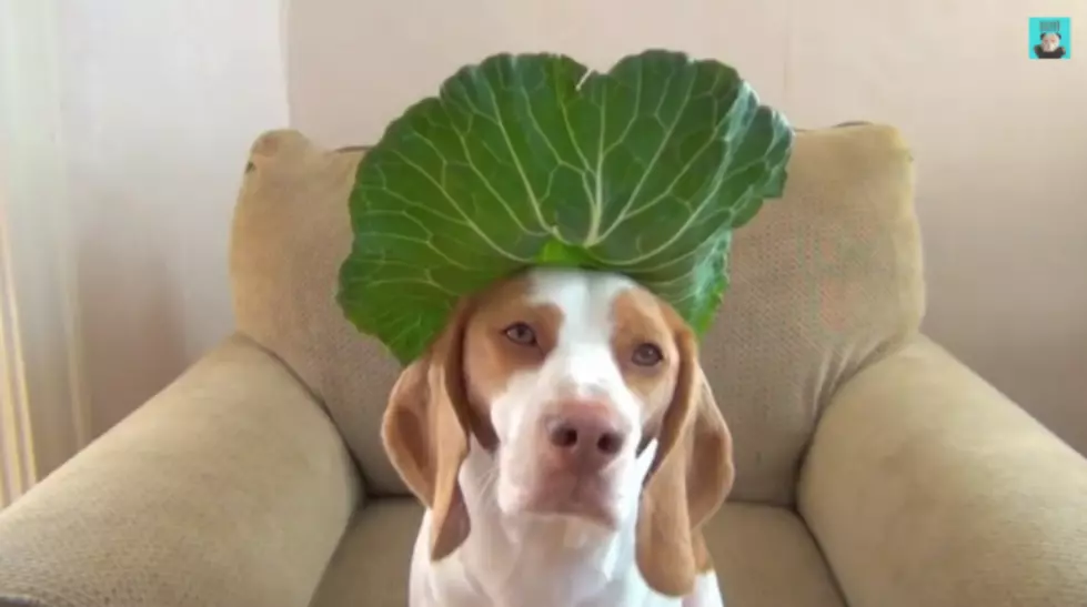 Fruits And Veggies Make Great Hats This For Dog [VIDEO]