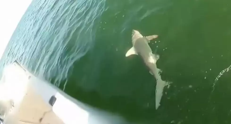 Huge Fish Eats 4 Foot Shark [VIDEO]