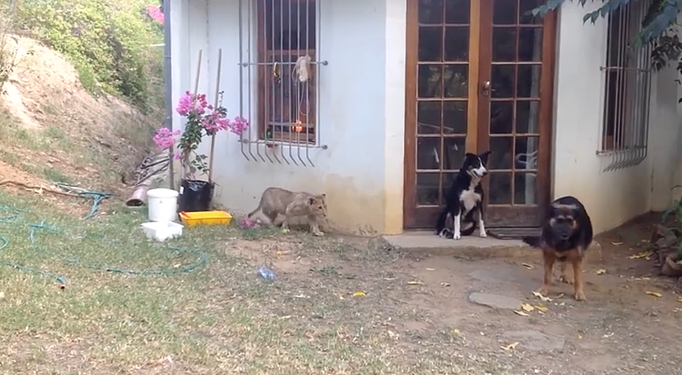 Lion Cub Sneaks up And Startles Dog [VIDEO]