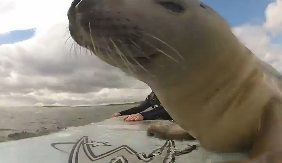 Baby Seal Loves a Surfer’s Surf Board [VIDEO]