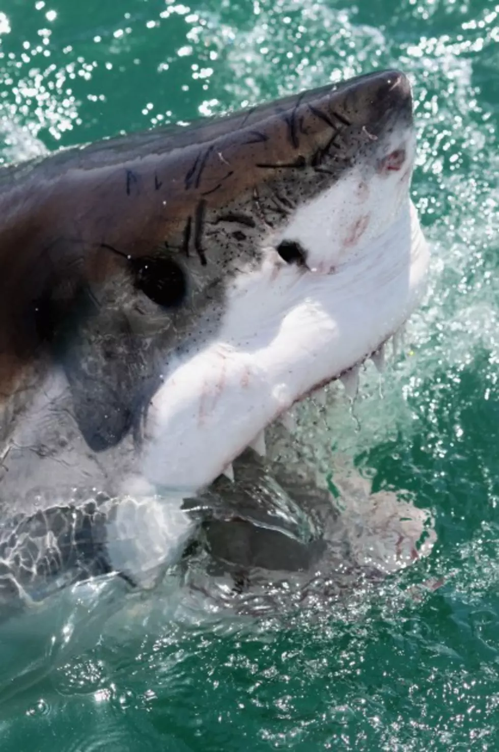 Getting Up Close And Personal With a Great White Shark [VIDEO]