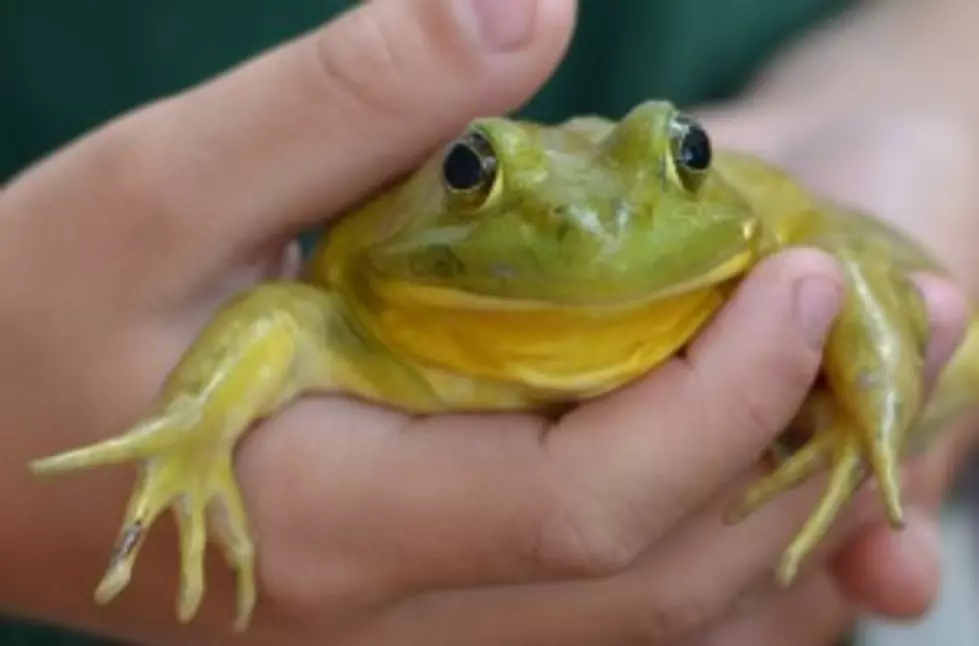 Texas Firefighters Save Pet Frog From Croaking Near Fort Worth &#8211; Global Oddities [VIDEO]