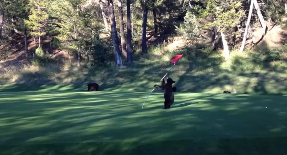 Adorable Baby Bear Plays on Golf Course [VIDEO]