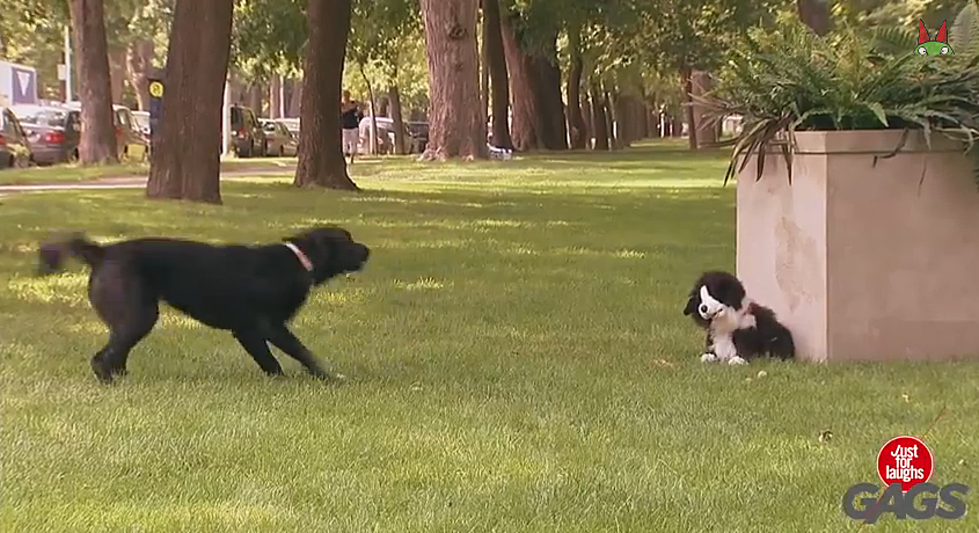 Dogs Pranked With Stuffed Toy Dog [VIDEO]