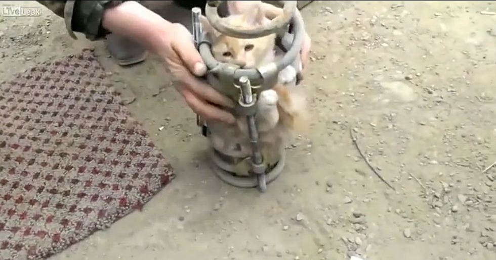Rescued! Kitten Trapped in Car Coil Spring [VIDEO]