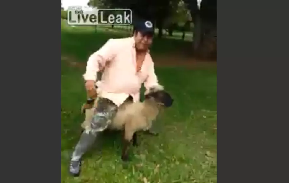 Sheep Gets Even With Drunk Guy [VIDEO]