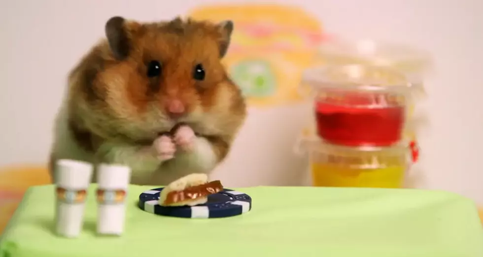 Hamster vs. Hotdog Eating Champ [VIDEO]