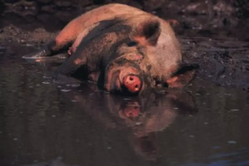 Pilfered Punkins Bonus for Pigs &#8211; Global Oddities [VIDEO]