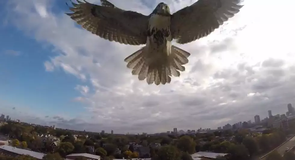 Hawk Attacks Remote Control Quad-Copter [VIDEO]
