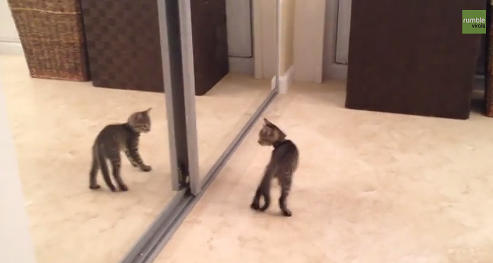 Kitten Can&#8217;t Get Enough of His Reflection [VIDEO]