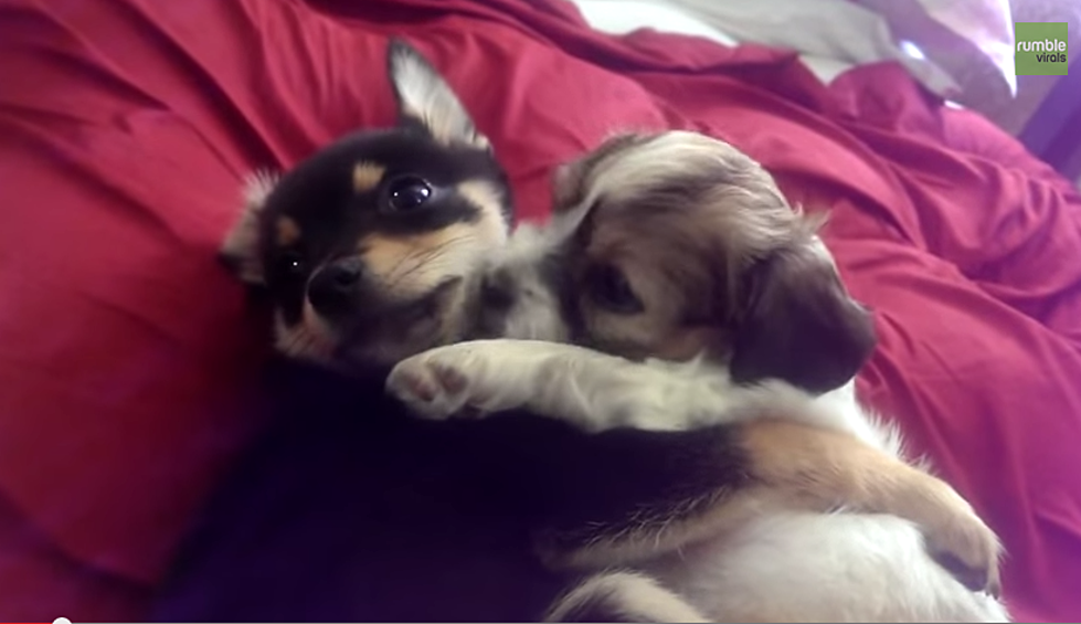 Puppies Cuddling Makes Us All Feel Warm and Fuzzy Inside [VIDEO]