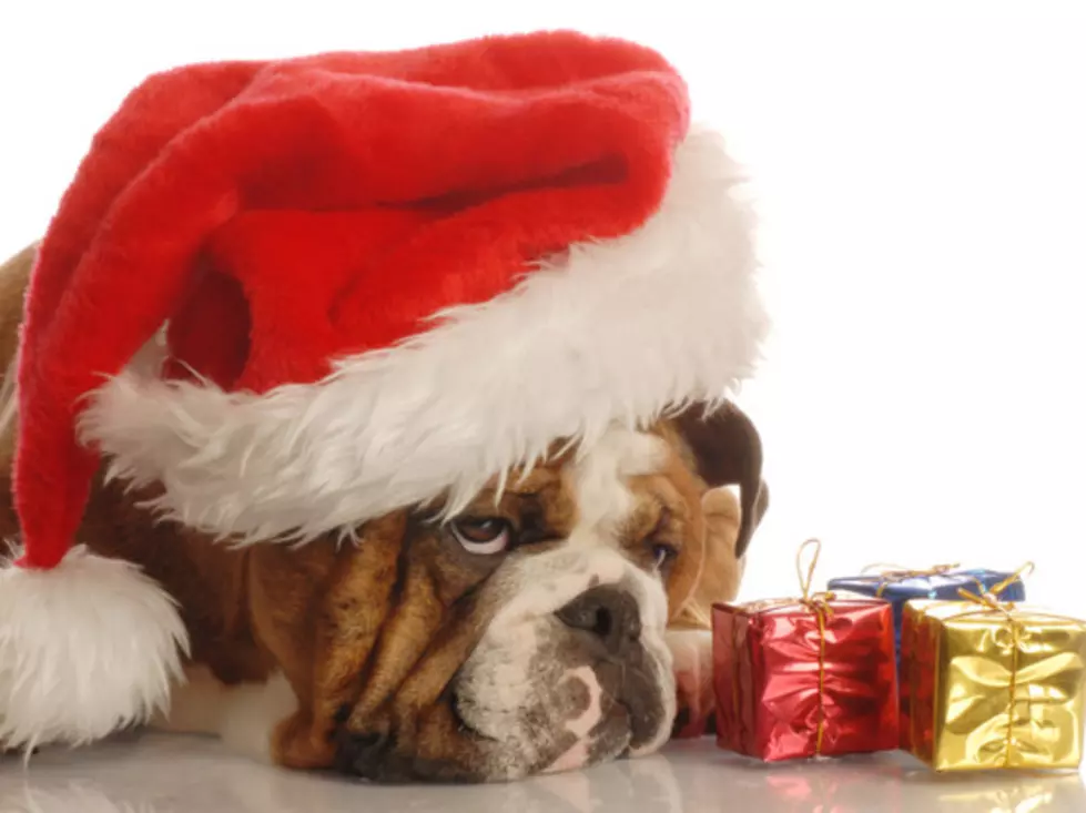 Survey Says We Would Rather Spend Christmas With Our Pets Than Our In-Laws!