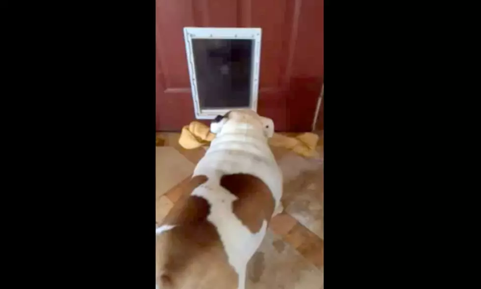 Dog Tries And Tries to Get Big Dog Bone Through Doggie Door [VIDEO]