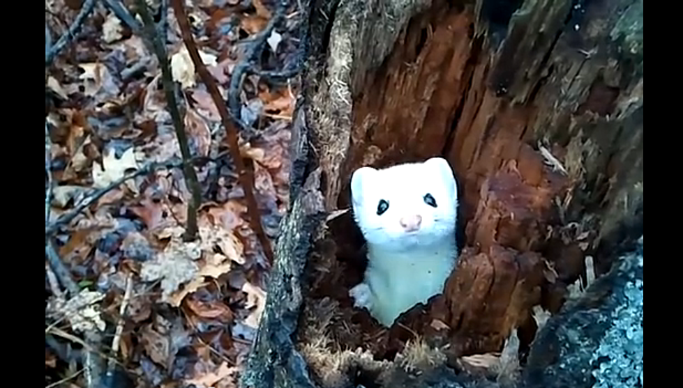 Aw Moment! Precious Ermine in a Tree [VIDEO]