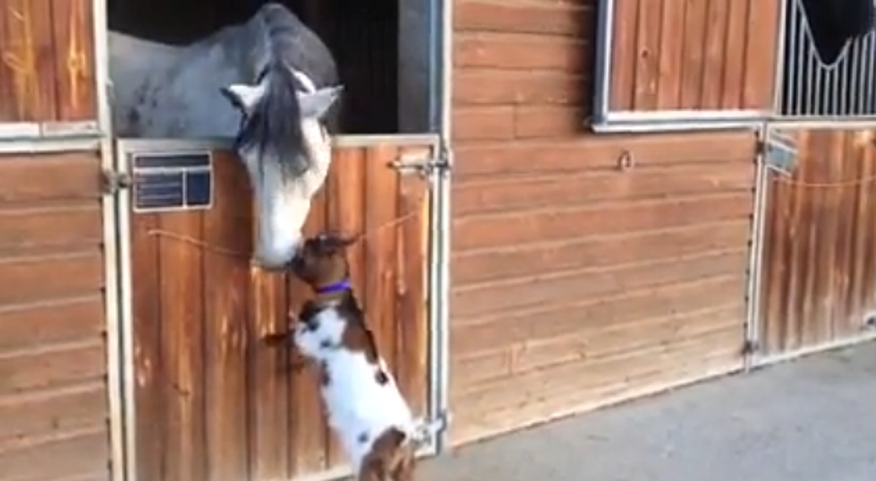 A Goat Makes Friends With a Horse [VIDEO]
