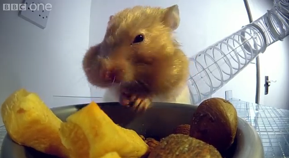 See How Much Food a Hamster Can Pack in His Cheeks [VIDEO]