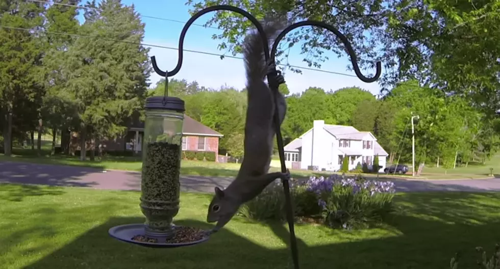 GoPro Camera Catches Priceless Squirrel Fail! [VIDEO]